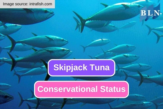 Skipjack Tuna Conservational Status